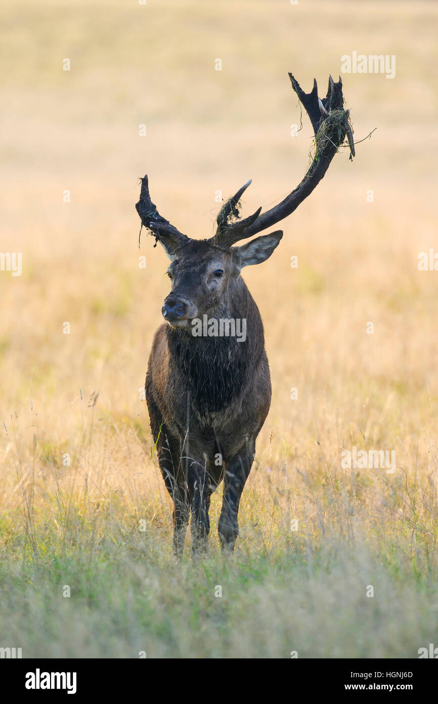 Red deer (Cervus elaphus) stag with broken antler caused by fierce fighting during the rut in autumn Stock Photo