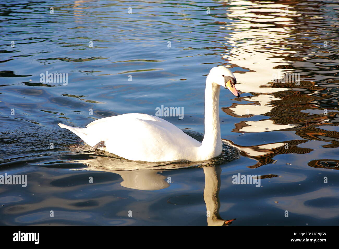 Swan on River Wroxham Norfolk Stock Photo