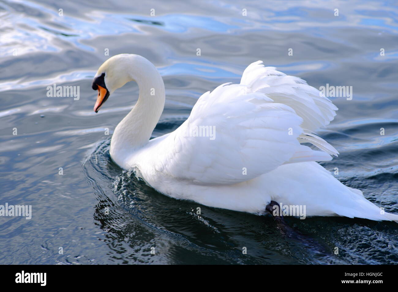 Swan on River Wroxham Norfolk Stock Photo