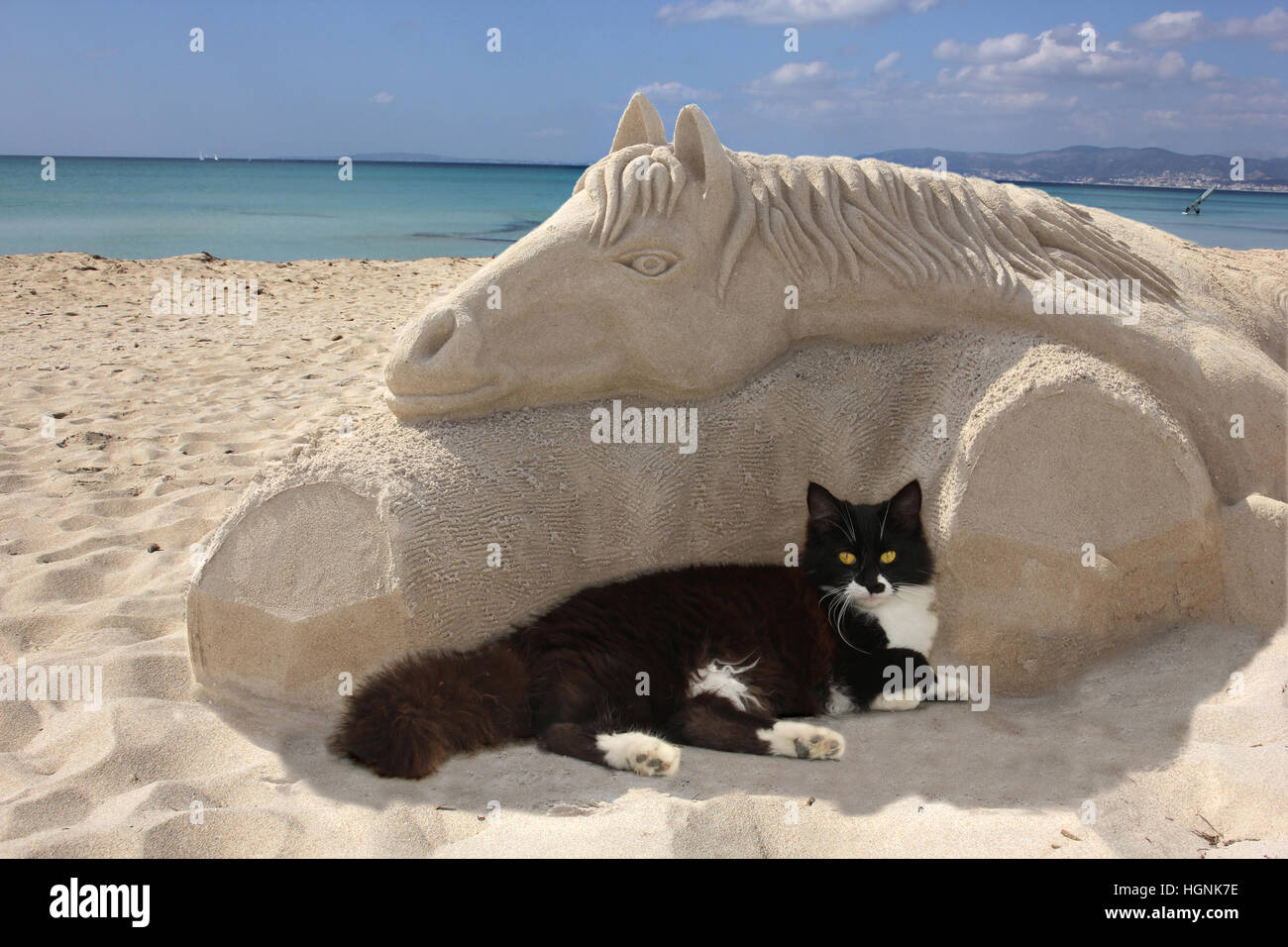 domestic cat, tuxedo, black and white, longhaired mix, lying on the beach at an artistically designed horse from sand, Majorca, Stock Photo