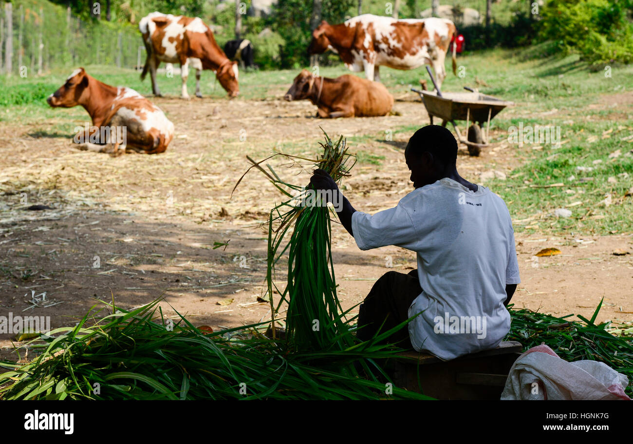 KENYA, County Kakamega, Bukura, village Eshibeye, milk cow farm