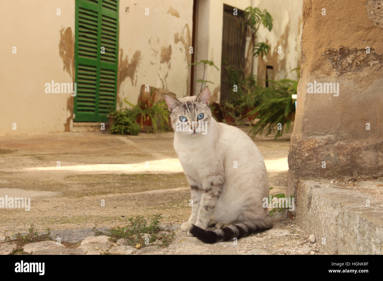 domestic cat, tabby point, siamese mix,sitting on stone pavement in a mediterranean village, Majorca, Baleares, Bunyola Stock Photo