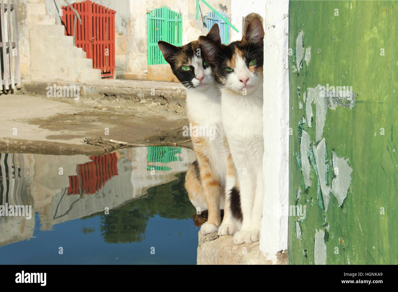 Two young domestic cats, domestic cat, calico, tricolor, torbie, sitting on a wall at the harbor in front of colorful boat shed Stock Photo
