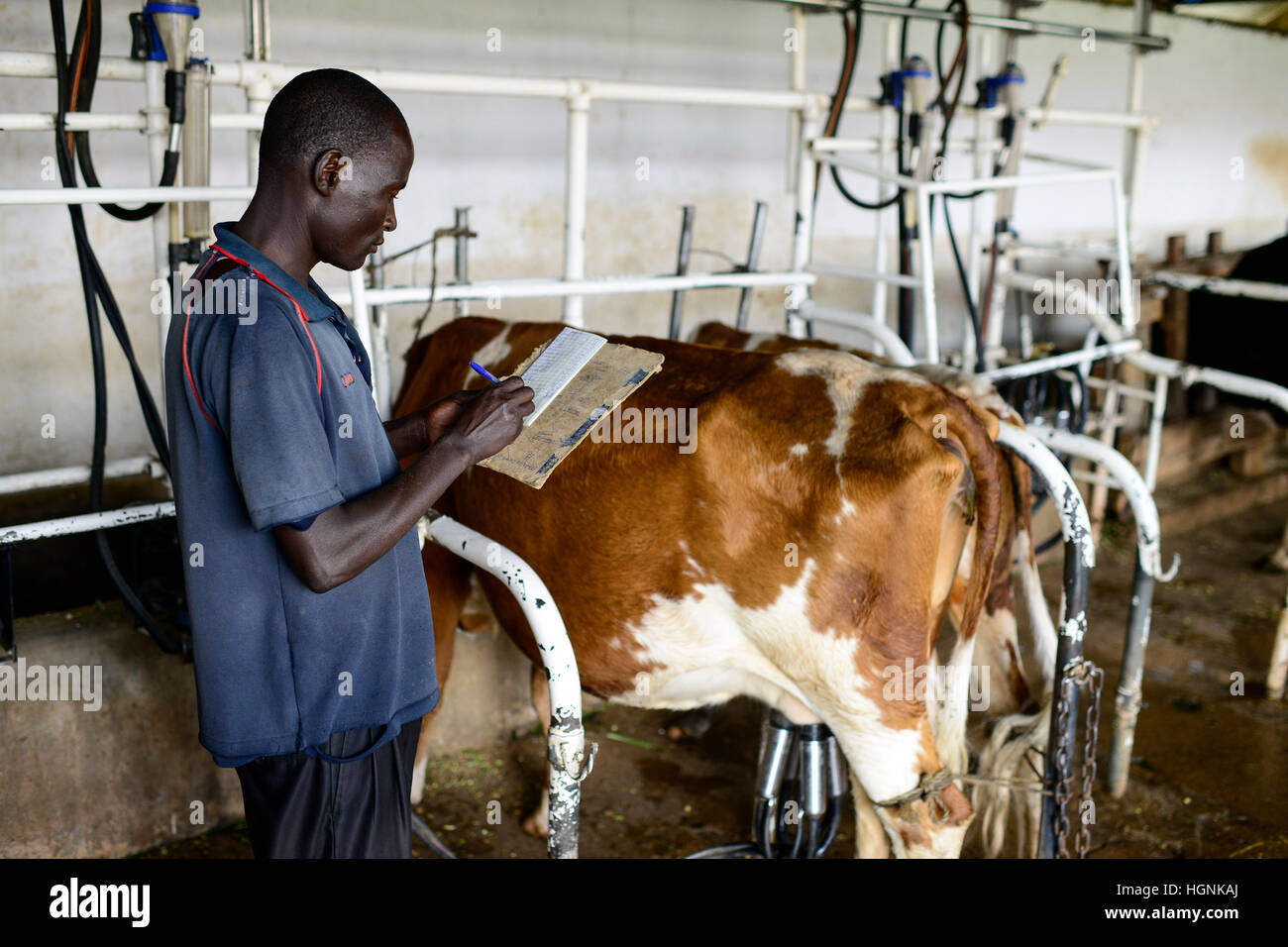 Cows Milk Africa High Resolution Stock Photography and Images Alamy