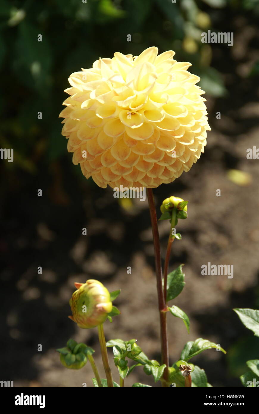 Chrysanthemum weed hi-res stock photography and images - Alamy