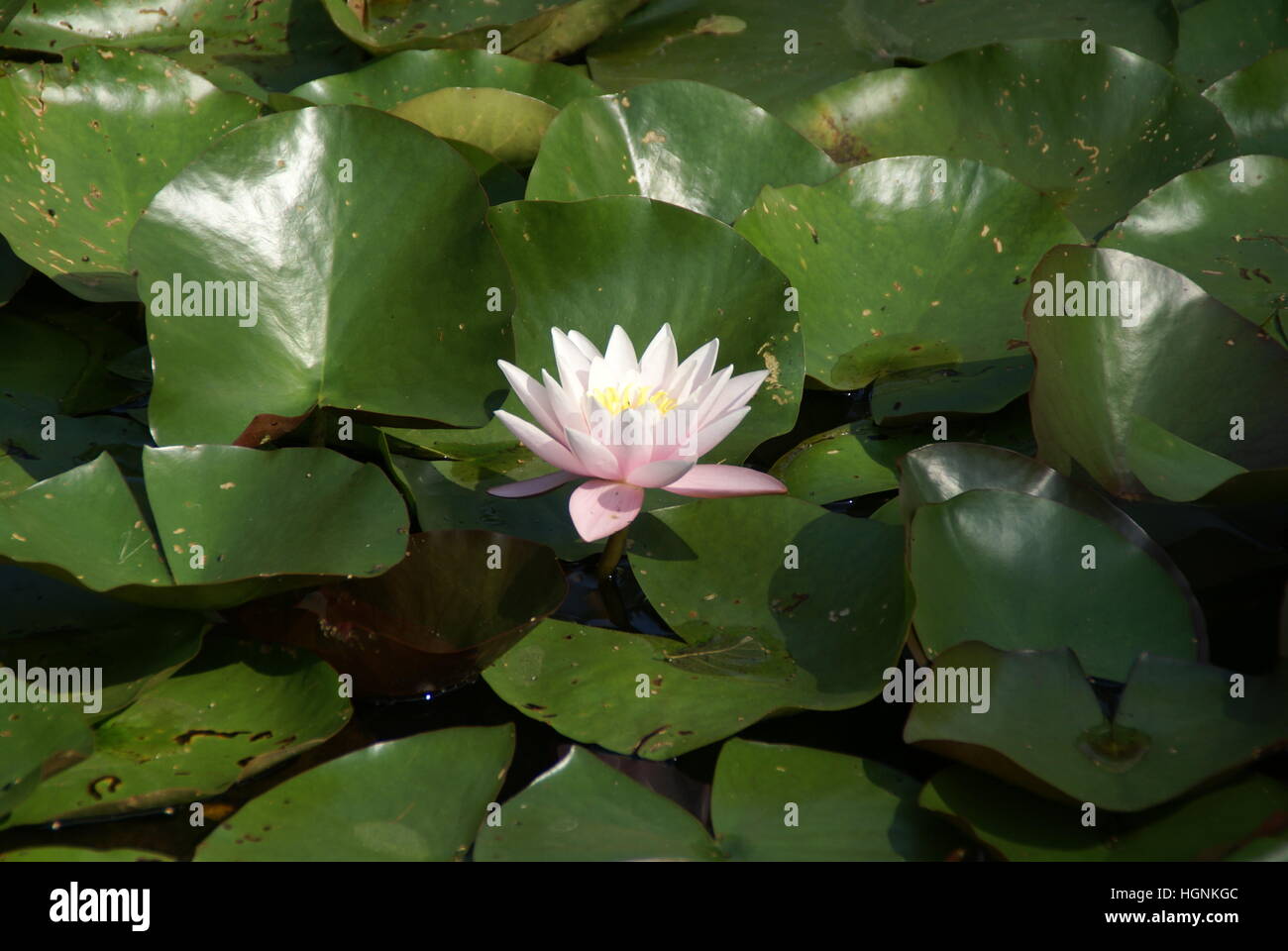 A water lily blooming in a pond Stock Photo Alamy