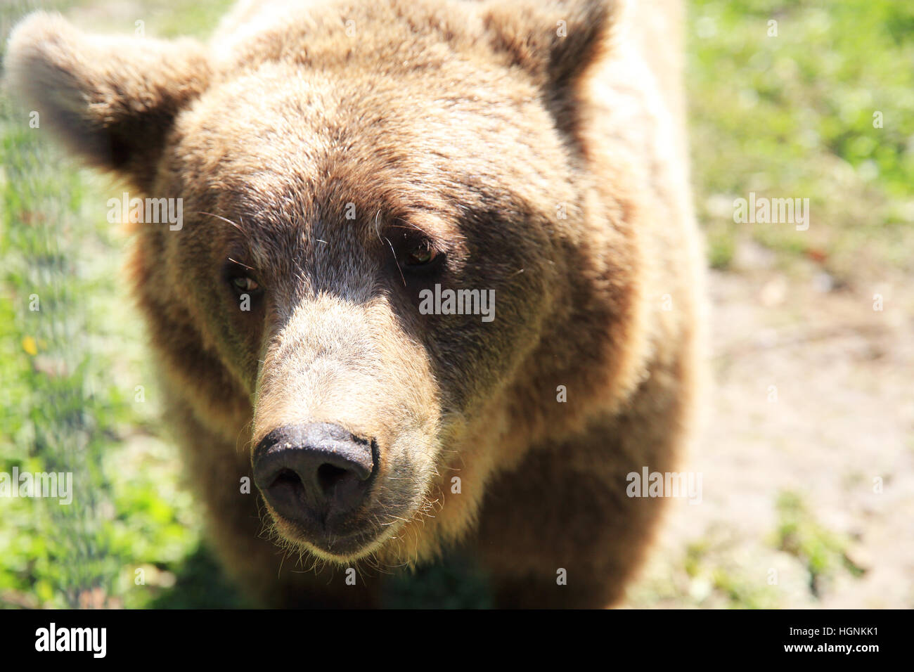 Zarnesti rescue bear sanctuary in Zarnesti, near Brasov, in Transylvania, Romania, east Europe Stock Photo