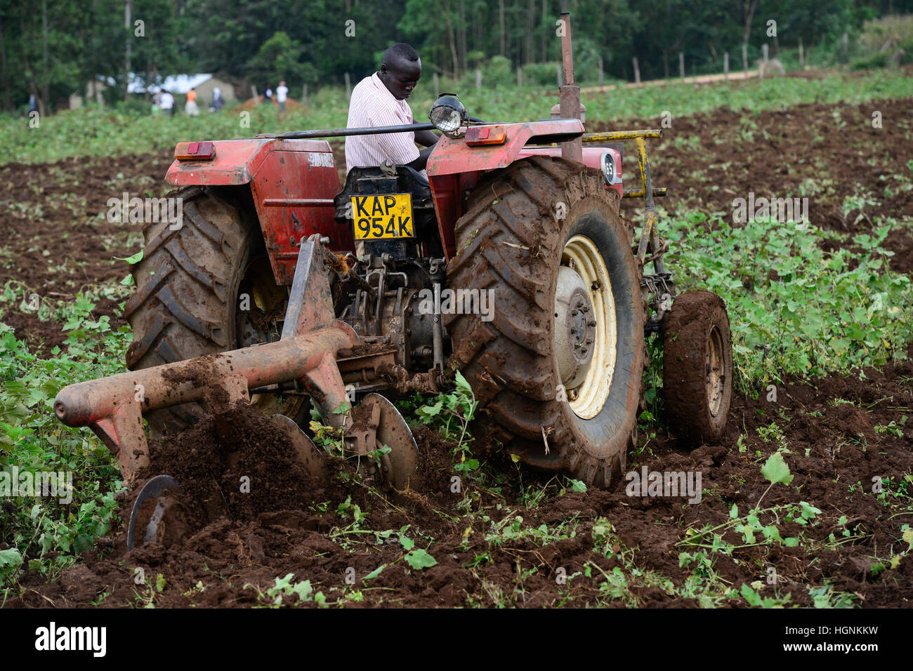 KENYA, County Kakamega, village Shitaho, farmer till soil with Massey Ferguson tractor /