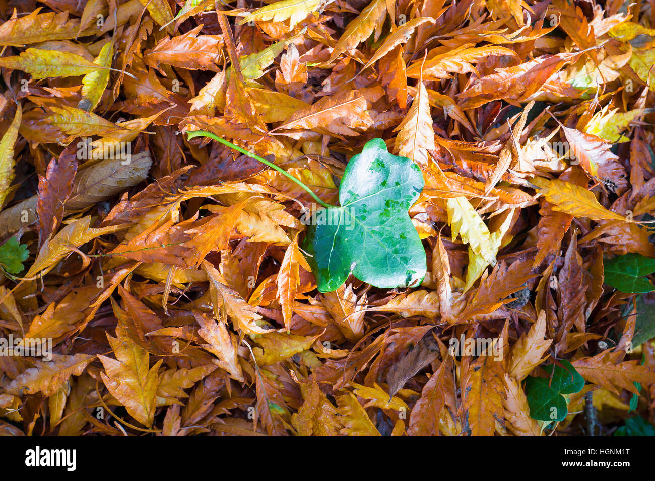 One ivy leaf on top of a carpet of beech leaves in Autumn Stock Photo