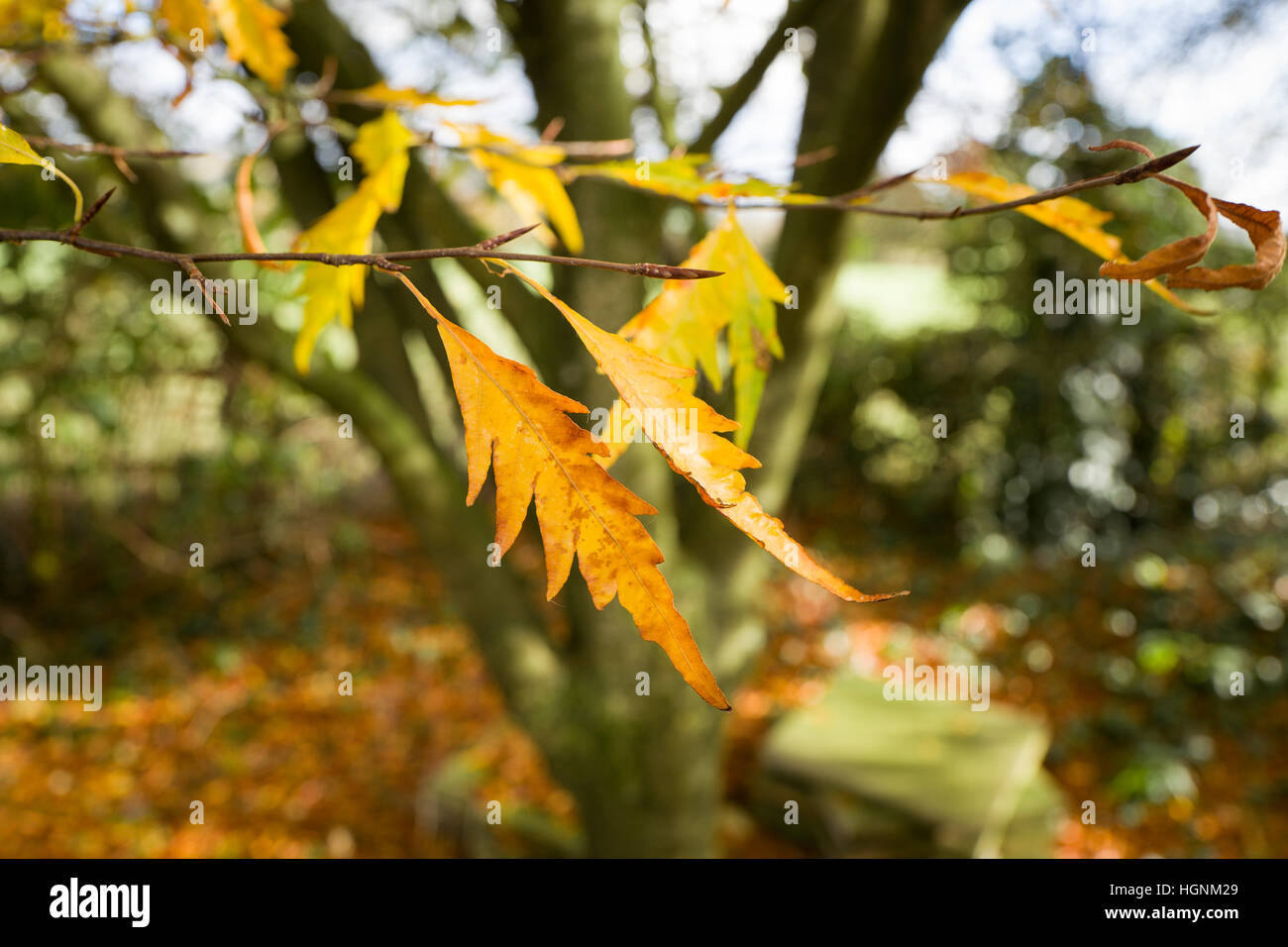 Fern-leafed beech tree leaves at end of the fall in UK Stock Photo