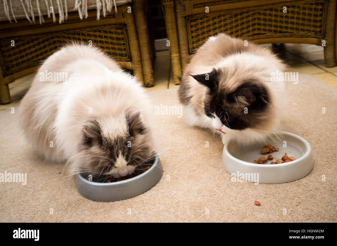 Two Ragdoll cats feeding side by side indoors Stock Photo