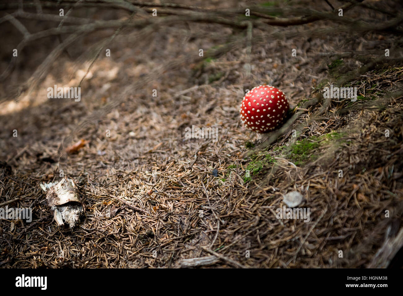 Red mushroom (Amanita Muscaria, Fly Ageric or Fly Amanita) in underwood Stock Photo