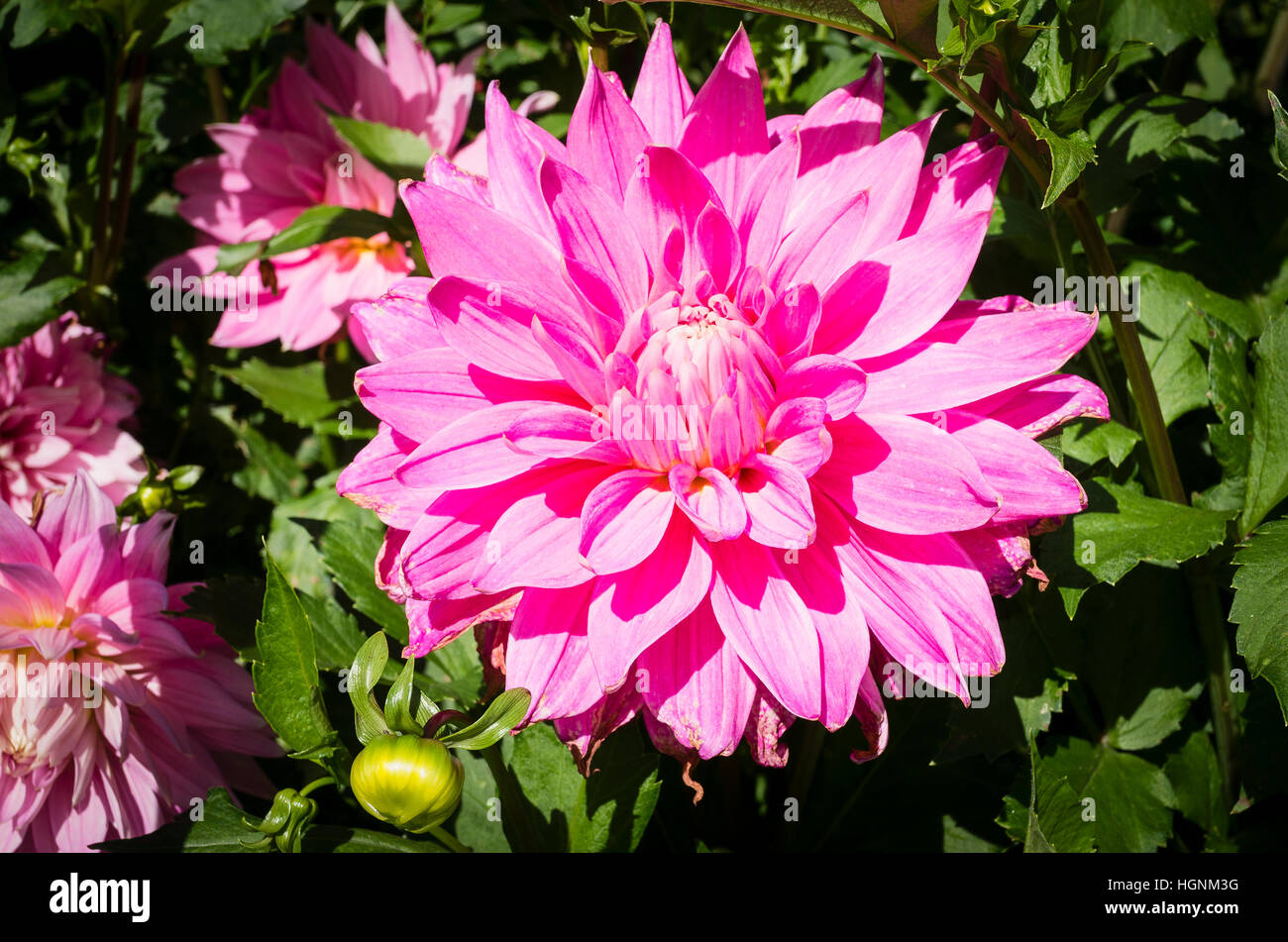 Dahlia Garden Wonder flowering in September in the UK Stock Photo