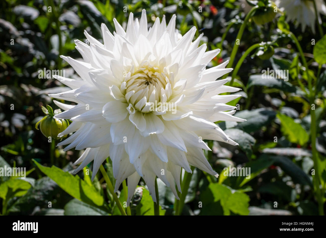 Dahlia Inca Dambuster flowering in September in the UK Stock Photo