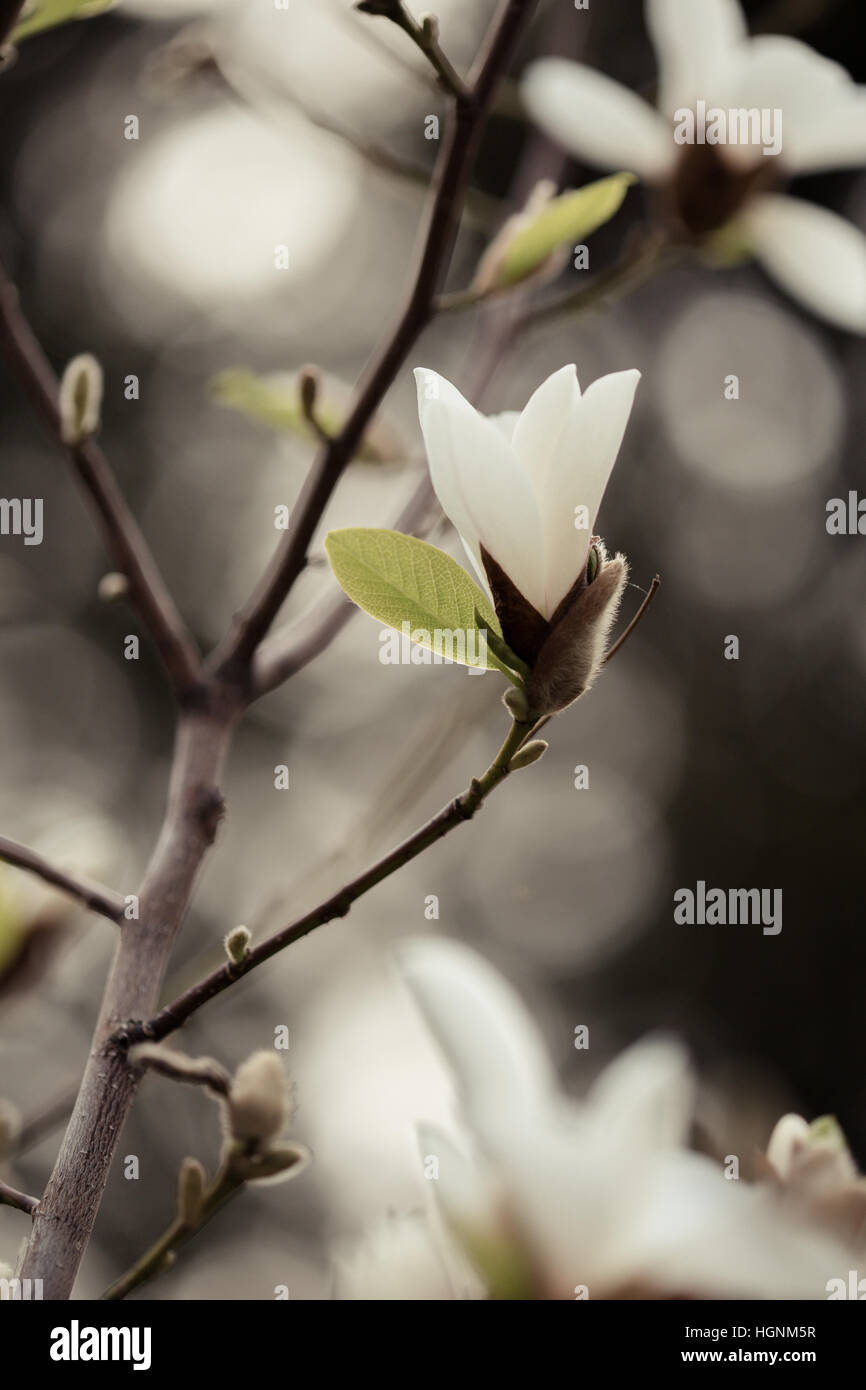 White magnolia blooming, branch with flowers and buds in spring Stock ...