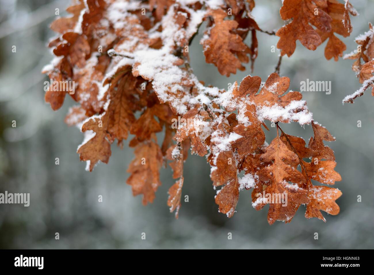 snow on autumn oak leaves Stock Photo