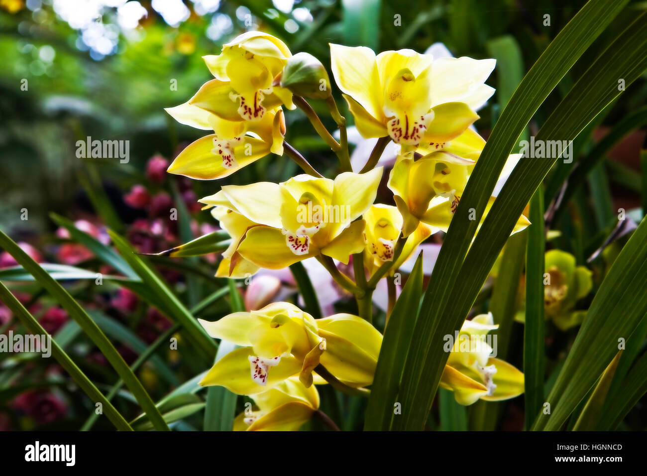 Yellow orchids on display at the San Diego Wild Animal Park, San Diego CA US.  The Orchid family is the largest family of the flowering plants (Angios Stock Photo
