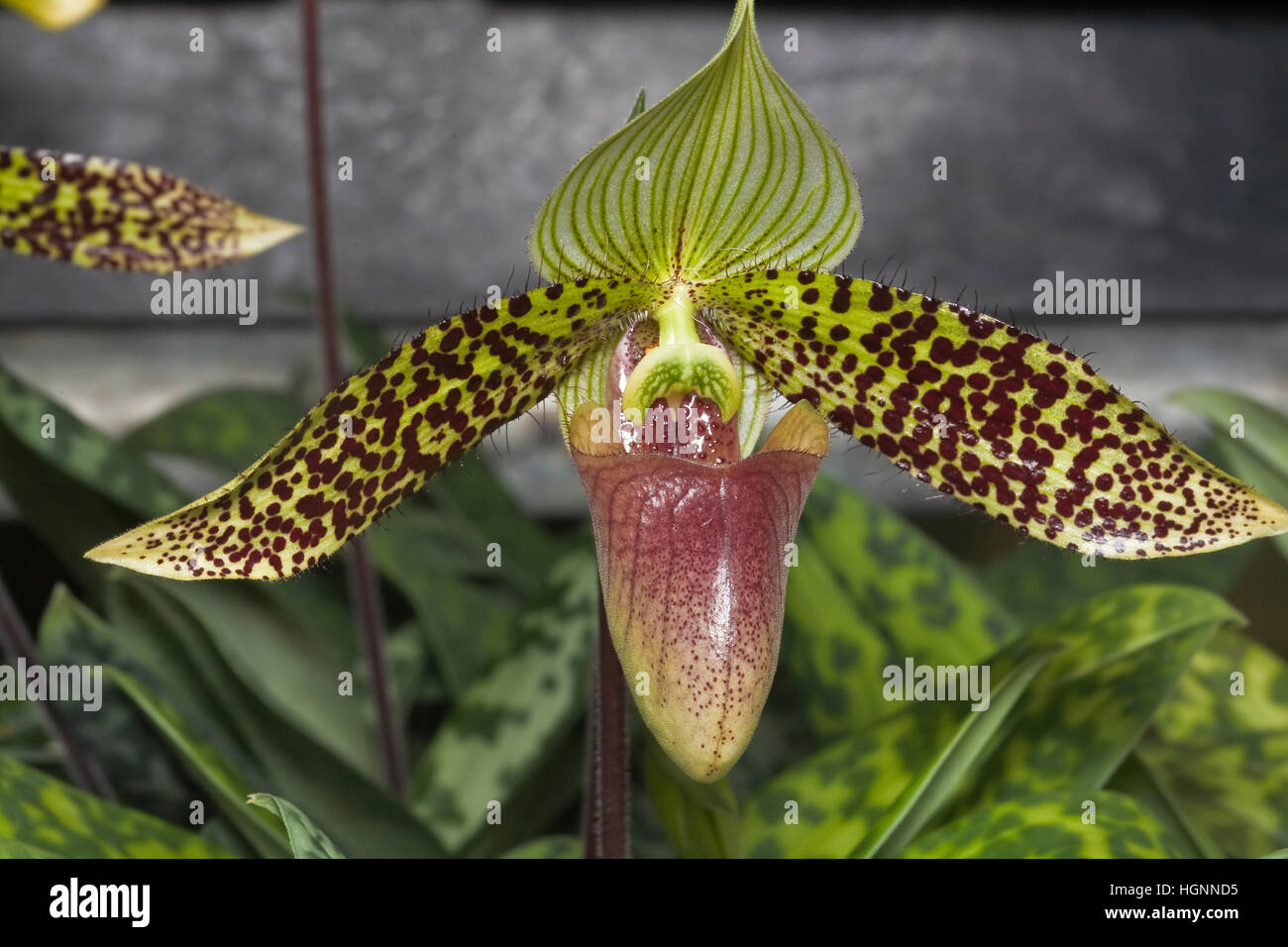 Multihued orchid at the San Diego Zoological Society Orchid House. The