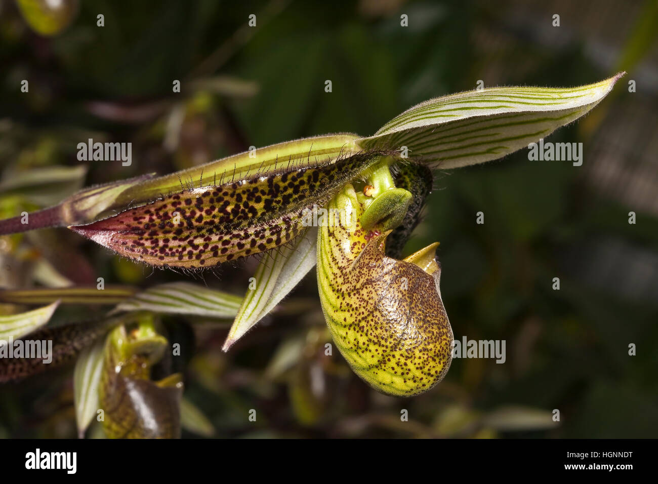 Multi-hued orchid at the San Diego Zoological Society Orchid House. The