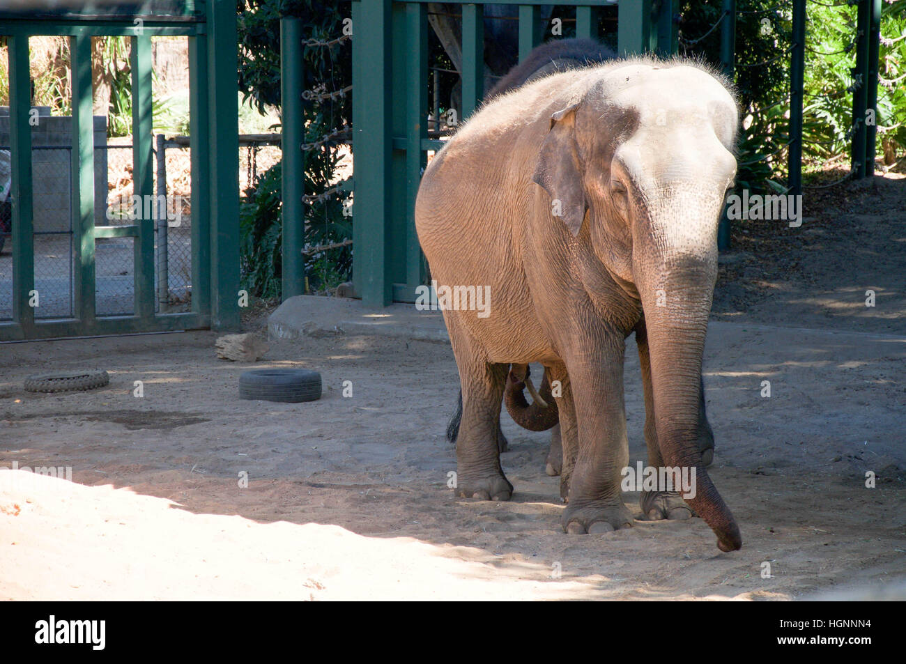The Elephant With Small Ears