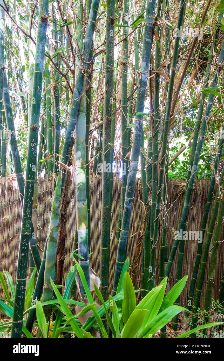 Tropical bamboo stalks growing tall in Western Australia Stock Photo