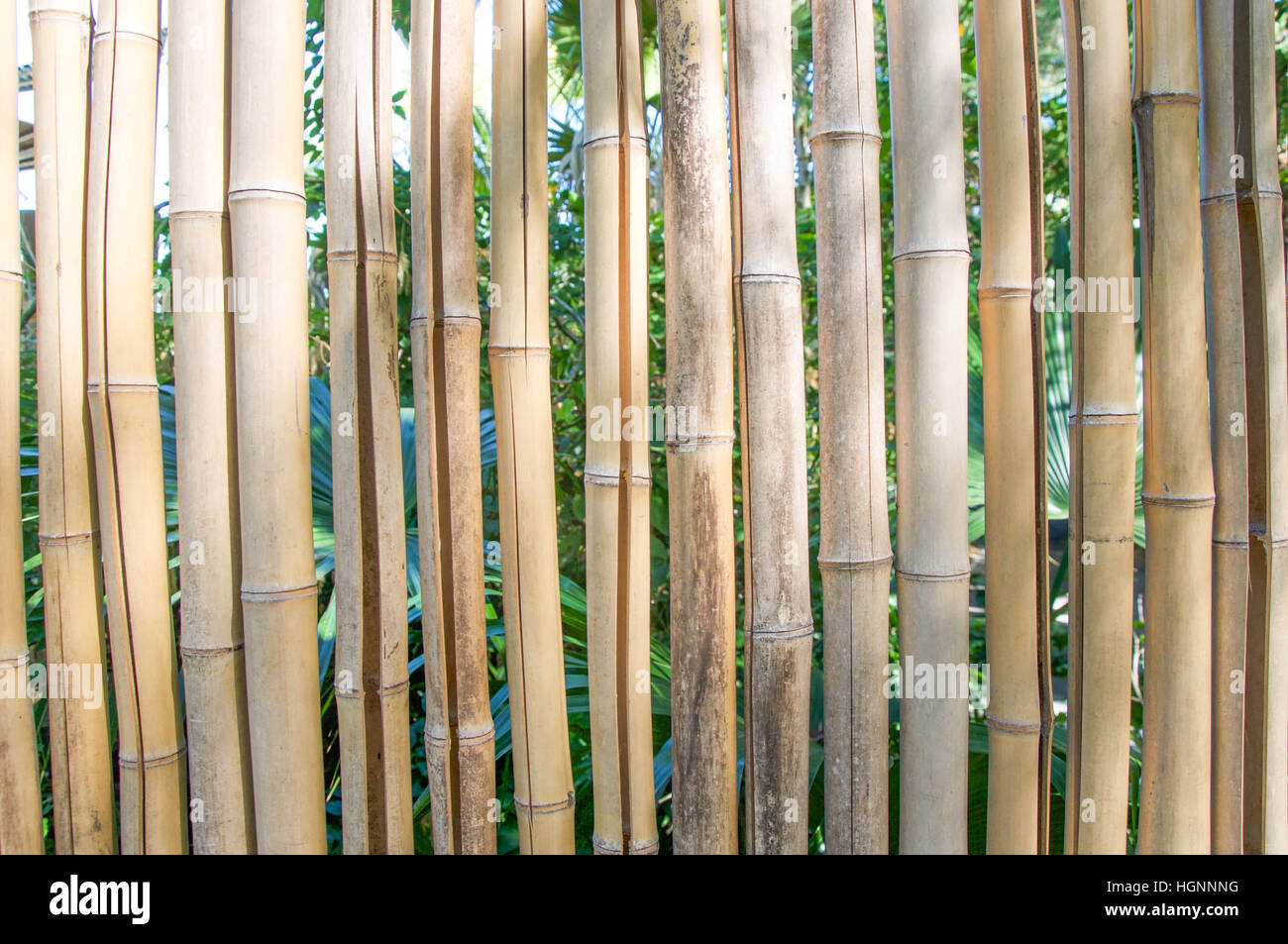 Tropical light brown bamboo stalk manmade fence boundary wall Stock
