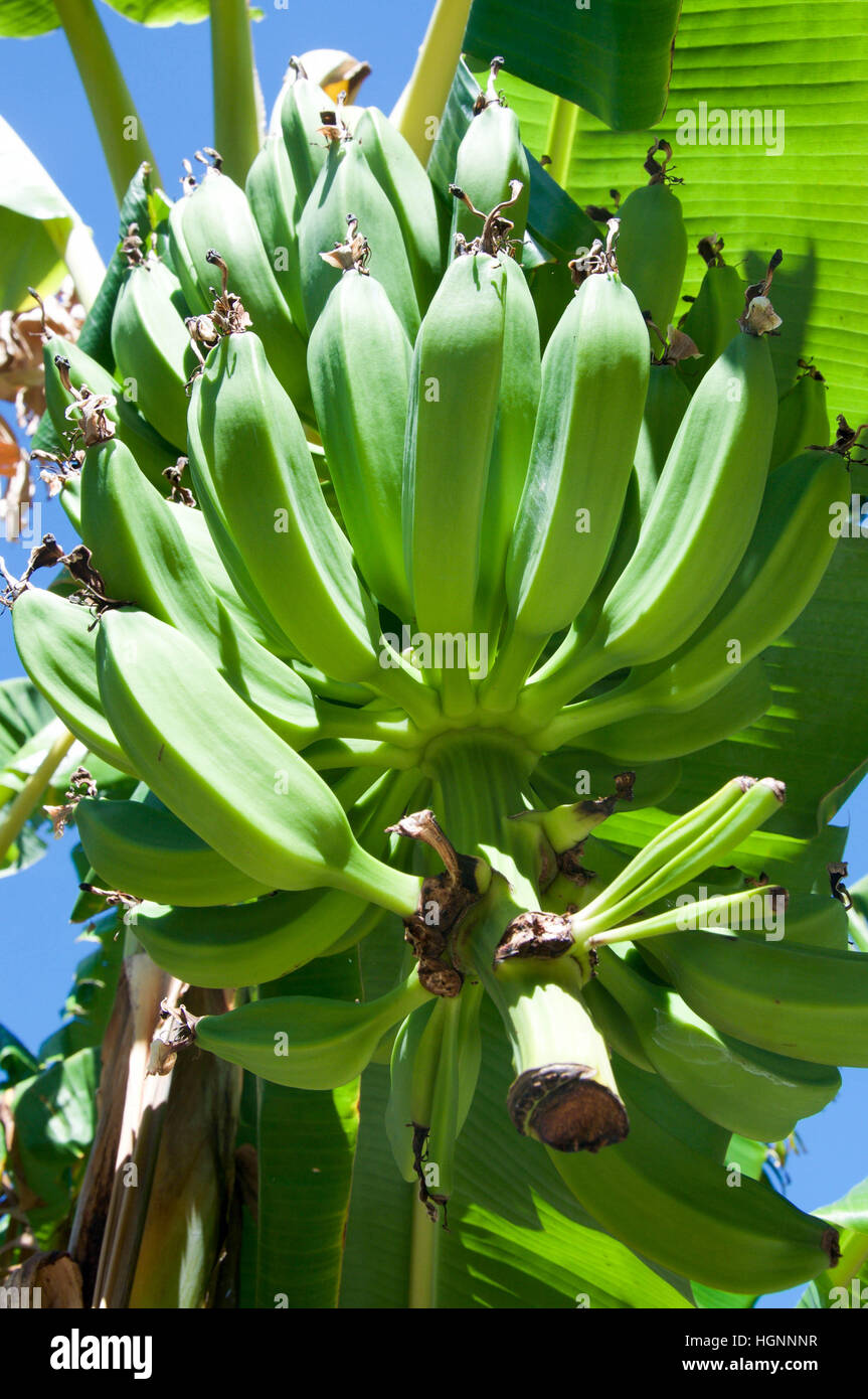 Tropical green unripe banana plant growing with upside down hanging