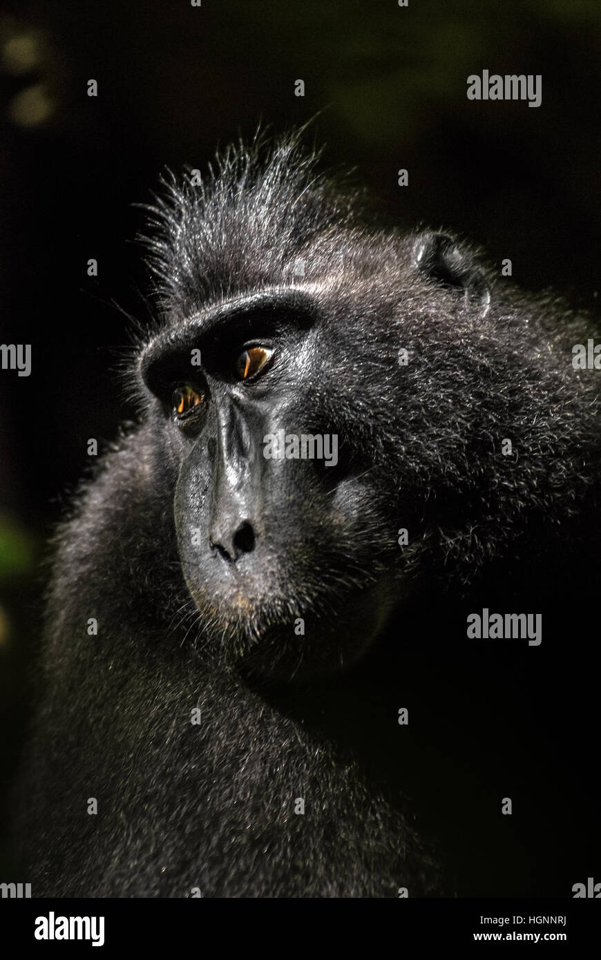 Portrait of a Sulawesi black-crested macaque (Macaca nigra) in Tangkoko Nature Reserve, North Sulawesi, Indonesia. Stock Photo