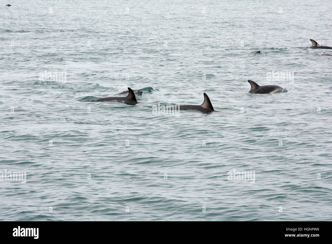 Dusky Dolphin pod swimming in the Pacific Ocean near Kaikoura in New Zealand. Stock Photo