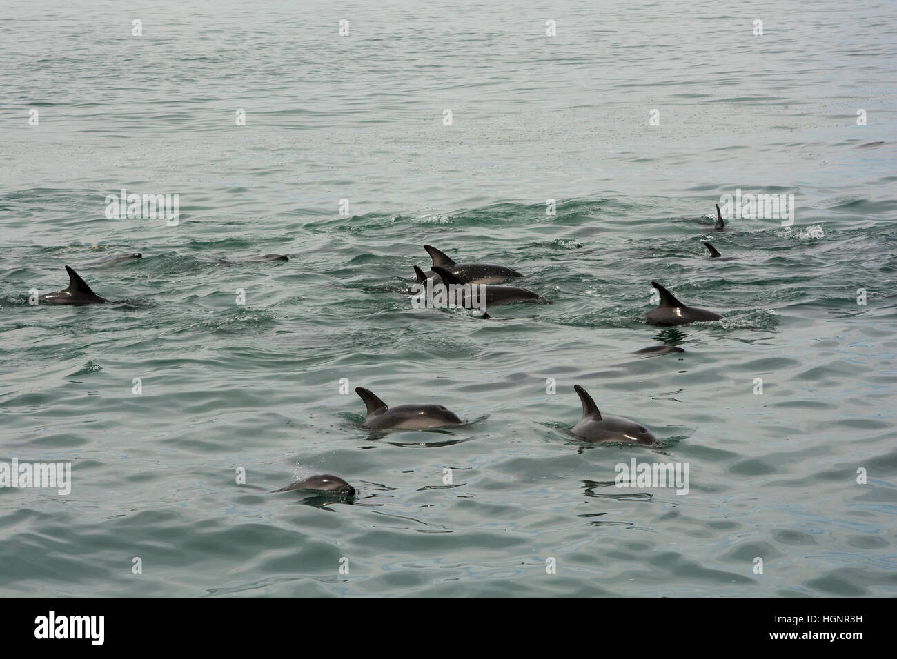 Dusky Dolphin pod swimming in the Pacific Ocean near Kaikoura in New Zealand. Stock Photo