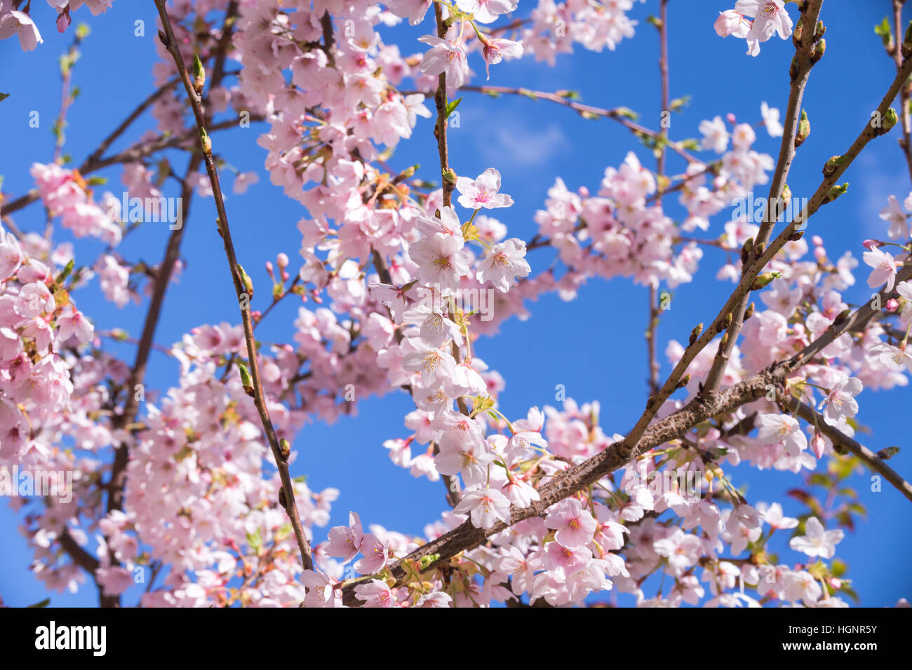 Pink spring cherry blossom, blue sky background Stock Photo
