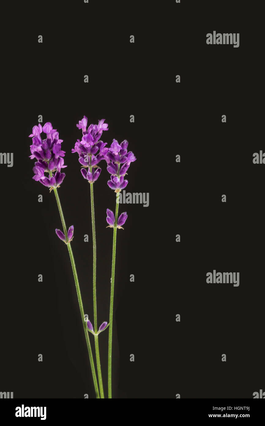 LAVENDER Stock Photo