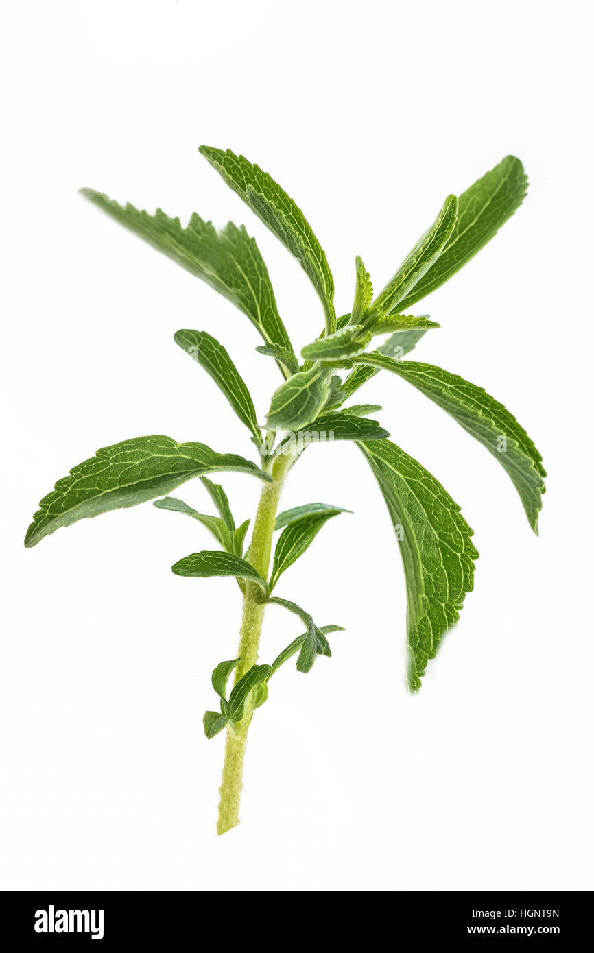 SUMMER SAVORY Stock Photo