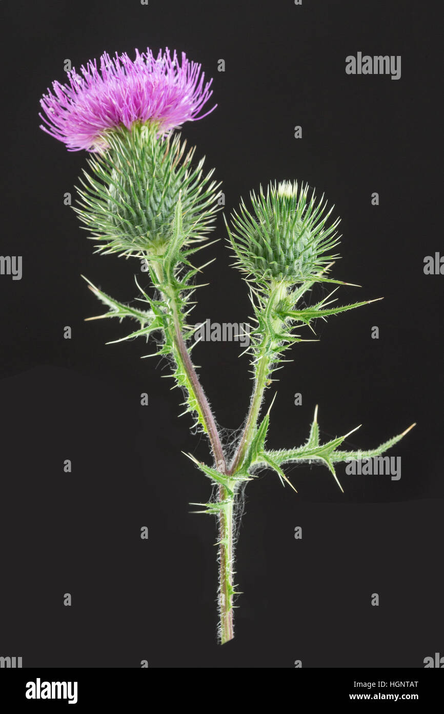 MILK THISTLE Stock Photo Alamy