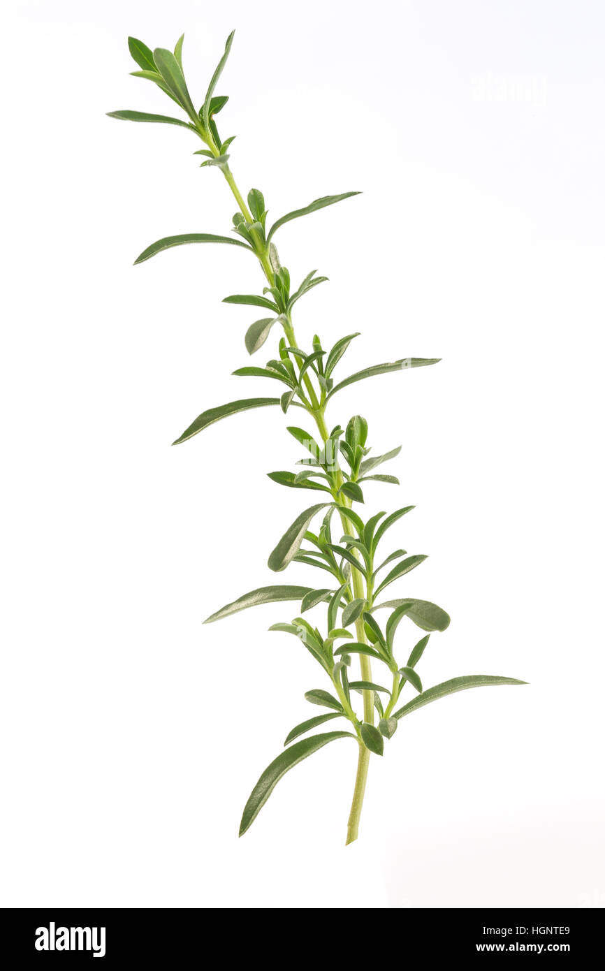SUMMER SAVORY Stock Photo