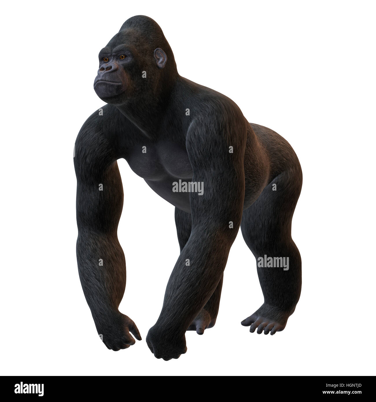 3D rendering of a Gorilla, a herbivorous ape, isolated on white