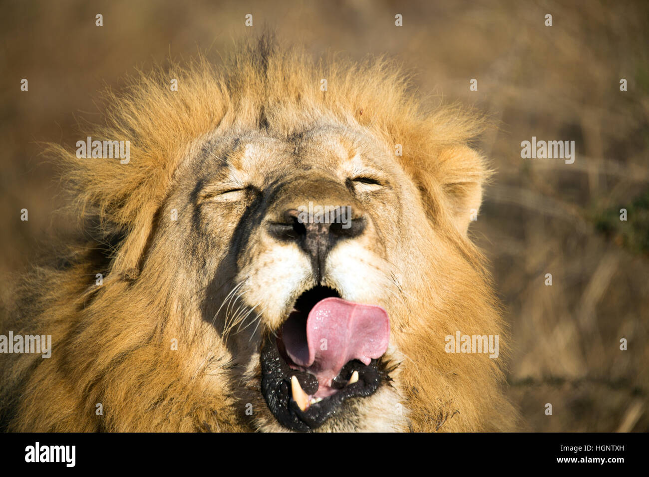 Close up of male lion in setting sun with tongue out Stock Photo
