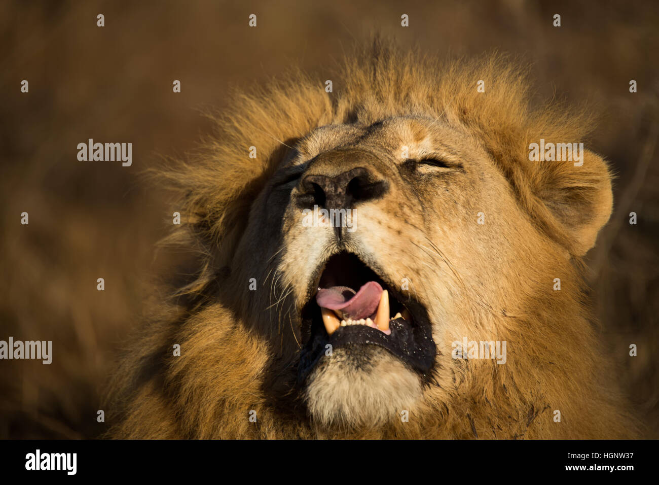 Close up of male lion with mouth slightly open Stock Photo