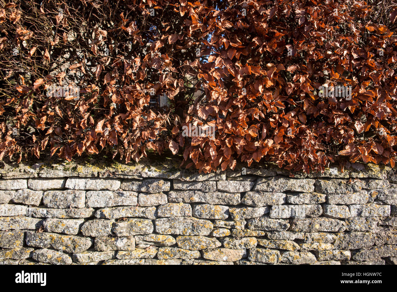 A dry stone wall with beech hedge on the exterior of a house. Stock Photo