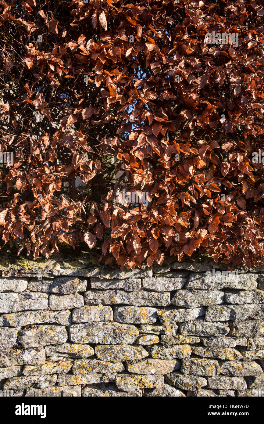 A dry stone wall with beech hedge on the exterior of a house. Stock Photo