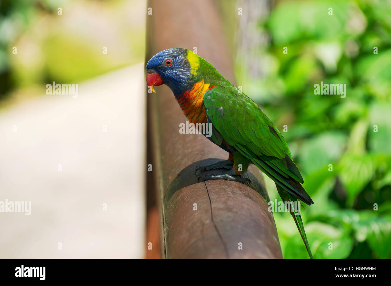 profile of rainbow lorikeet or trichoglossus moluccanus bird perched on railing Stock Photo