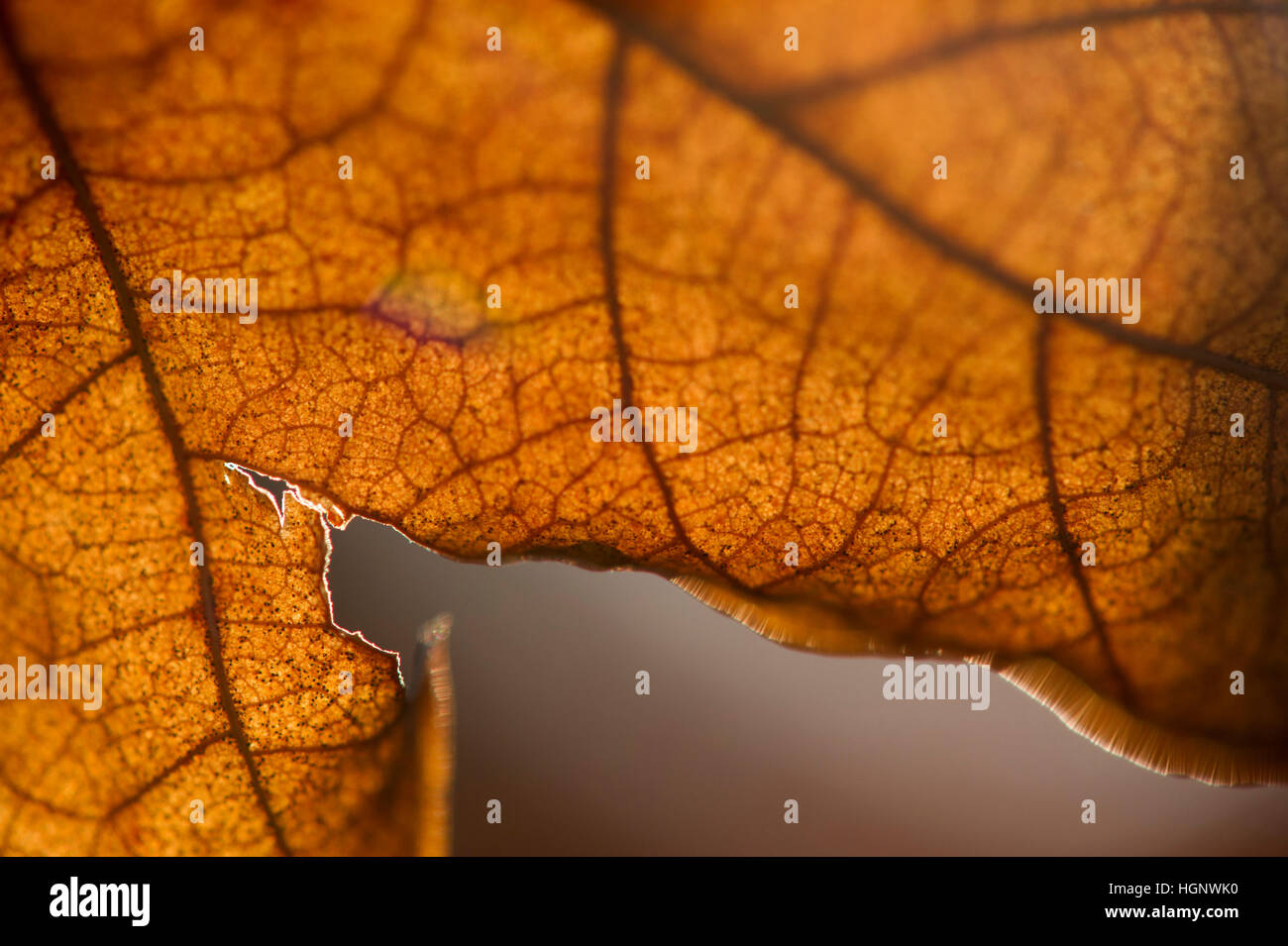 A detail of a dead brown leaf lit by the sun. Stock Photo