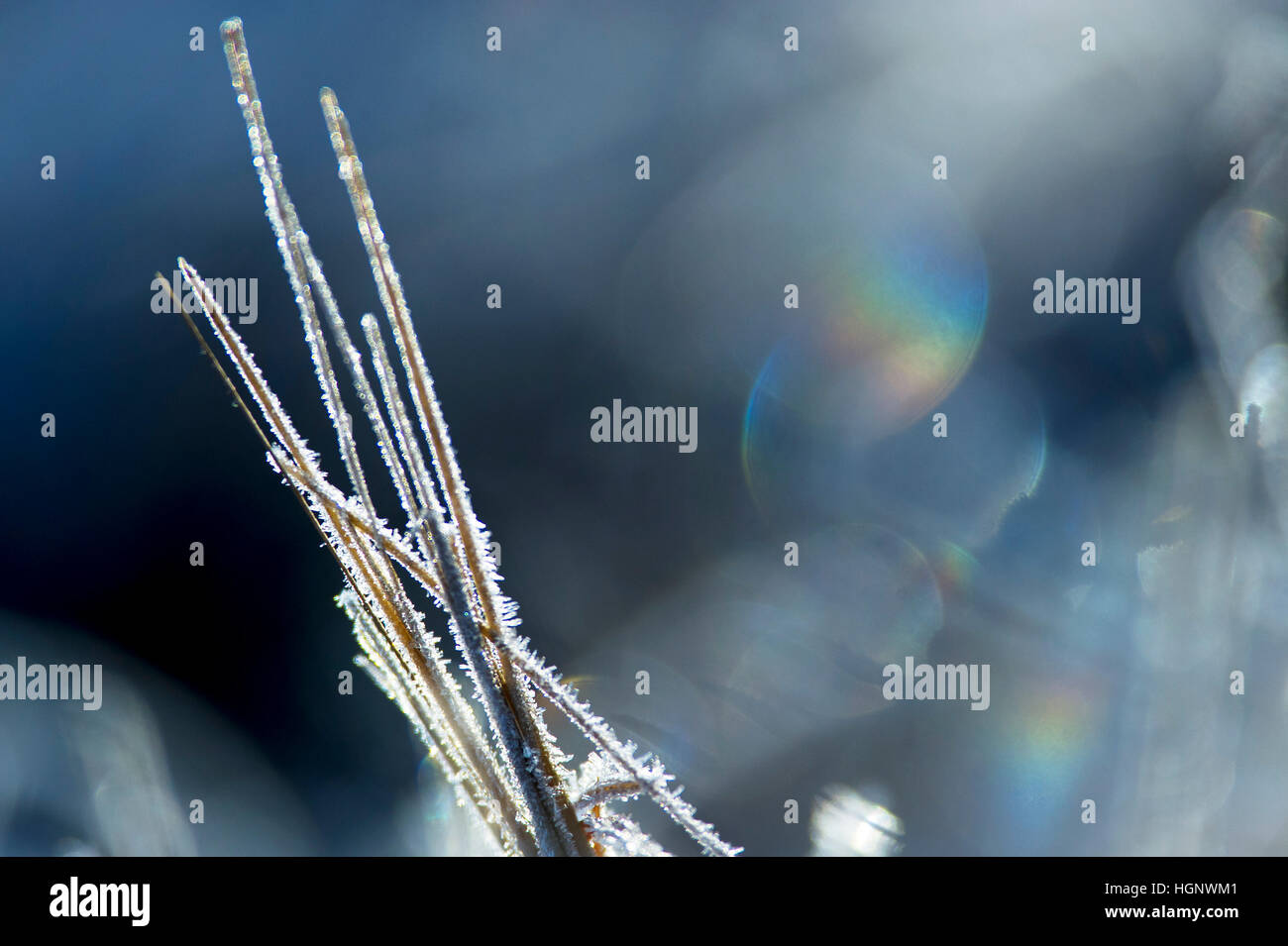 A macro detail of frozen grass  with a colorful background. Stock Photo