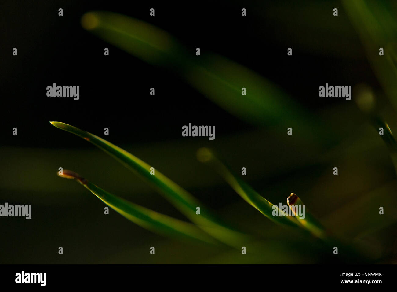 Long Pine Needles against a black background Stock Photo Alamy