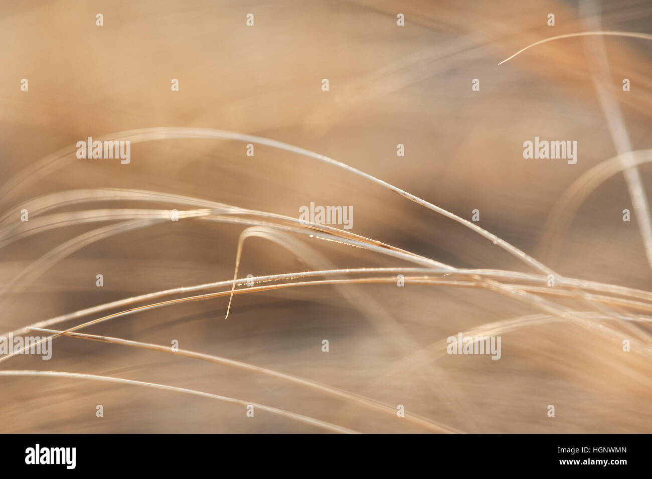A detailed view of dead brown grass in winter lit by the soft sun. Stock Photo