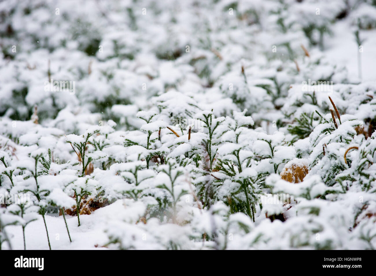 A small patch of green gound pine covered in snow. Stock Photo