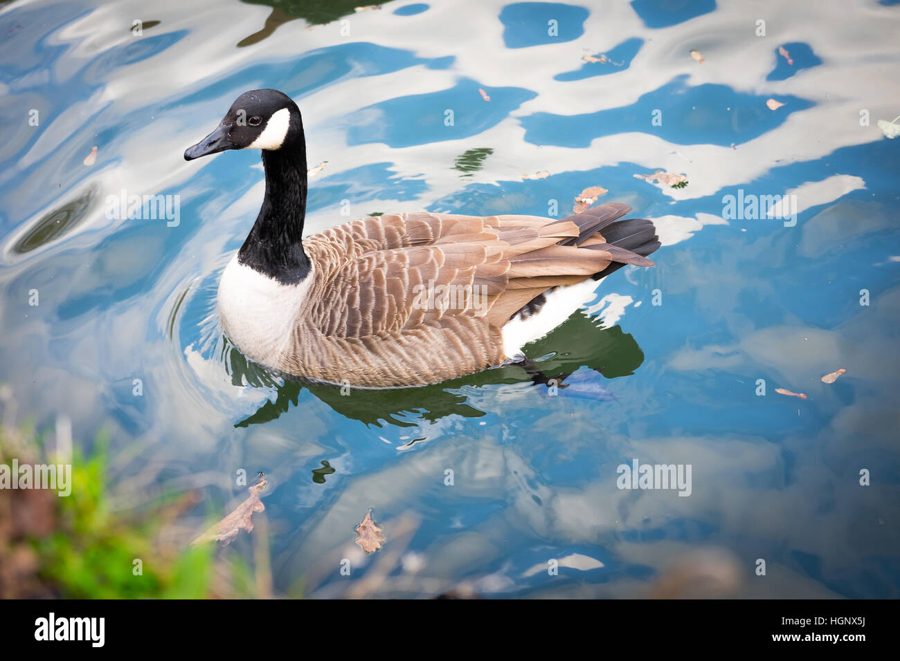 Goose swims on water Stock Photo