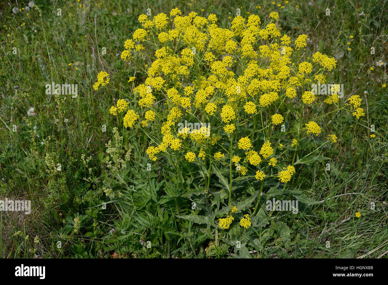 Flowering bush Barbarea vulgaris on a summer meadow Stock Photo