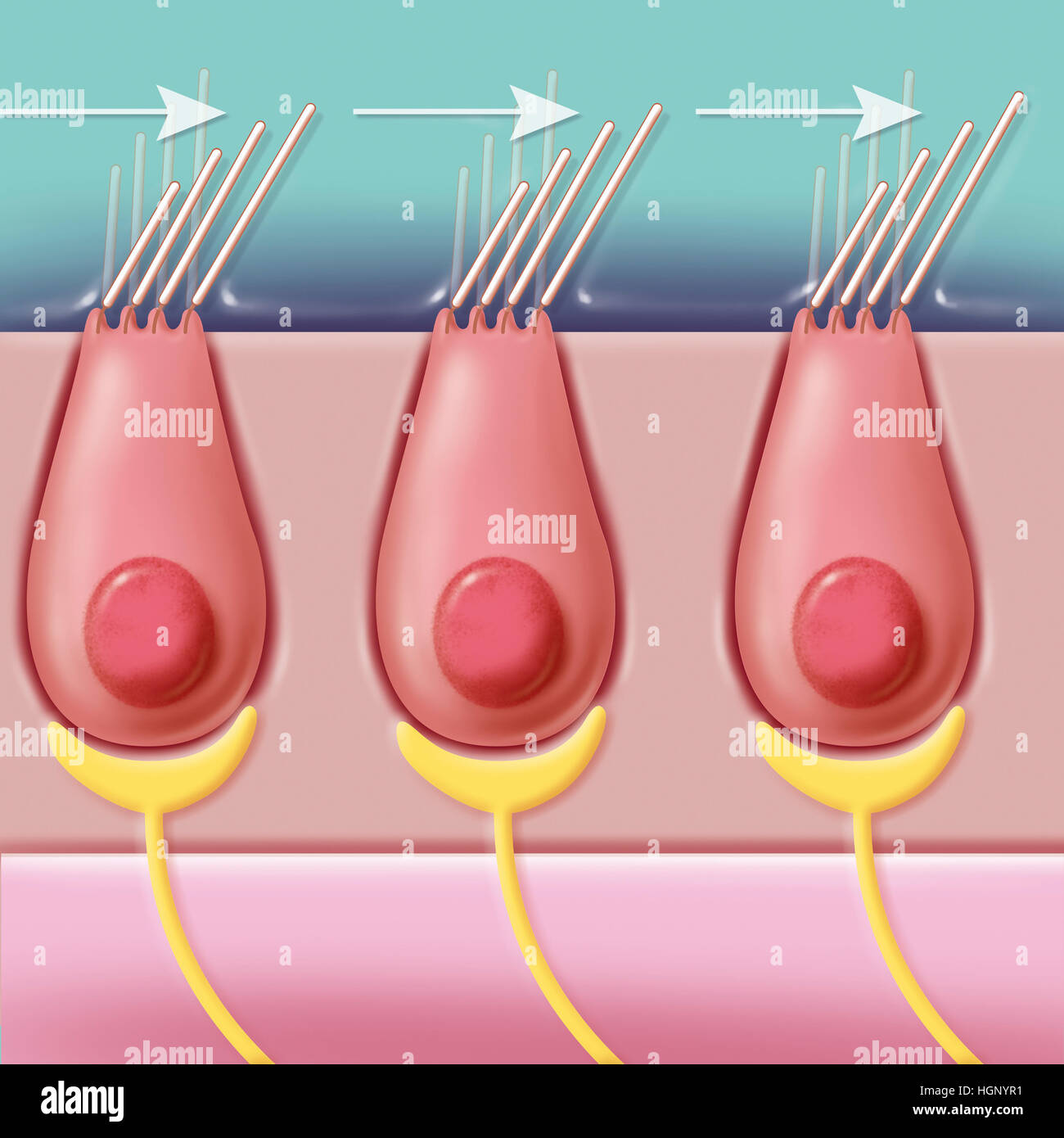 Inner ear hair cells hi-res stock photography and images - Alamy