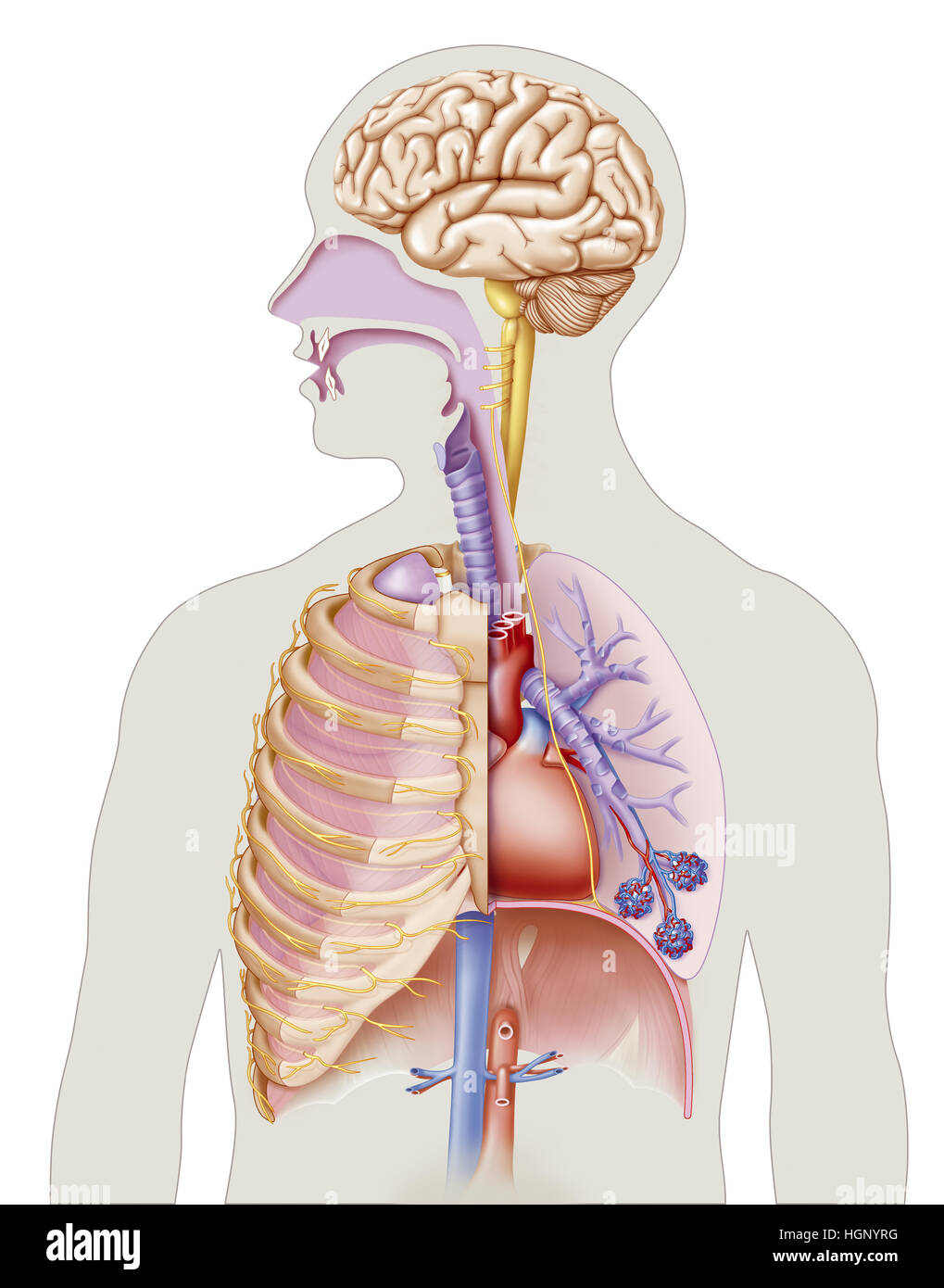 BREATHING, ILLUSTRATION Stock Photo